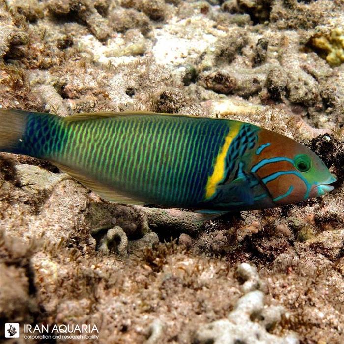 راس گلد بار (Goldbar Wrasse)