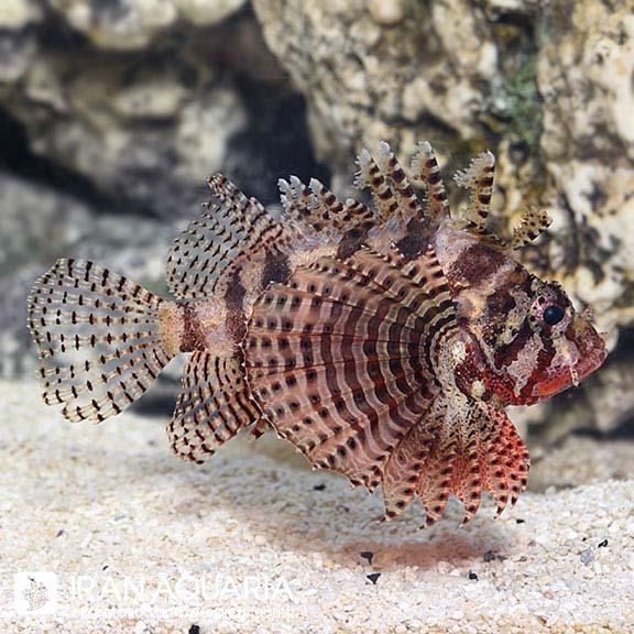 خروس ماهی فازی (Fuzzy Dwarf Lionfish)