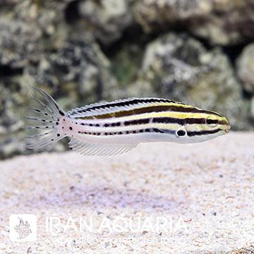 بلنی گرامیستس ( Striped Blenny )