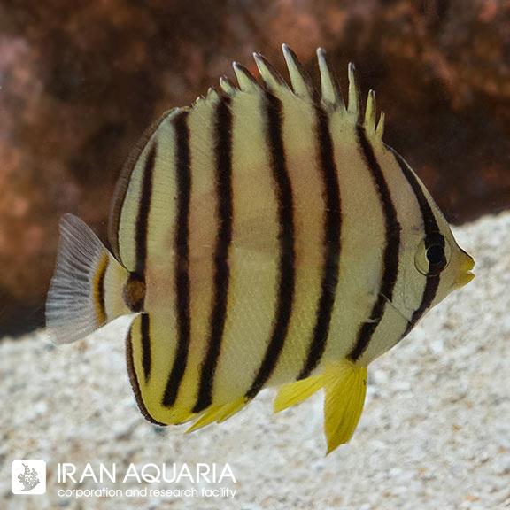 پروانه ماهی هشت خط طلایی ( Eight banded Butterflyfish )