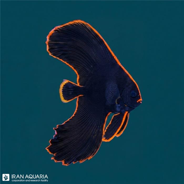 خفاش ماهی پیناتوس (Pinnatus Batfish)