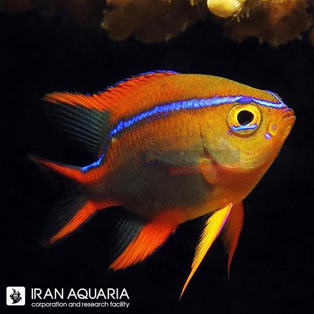 دامسل رد هانی (Cross Damselfish)