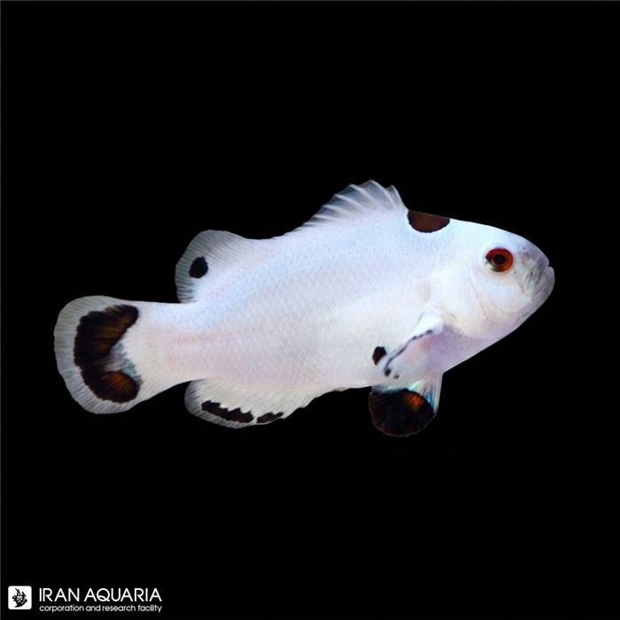 دلقک ماهی پلاتینیوم استورم (Platinum Storm Clownfish)
