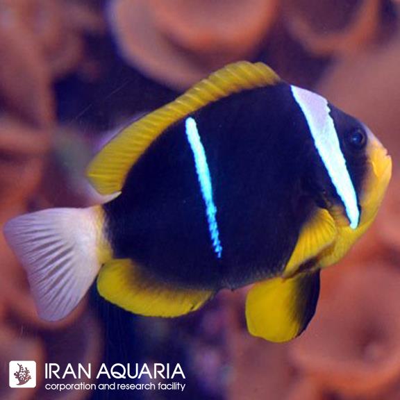 دلقک ماهی آلاردی (Allard’s Clownfish)