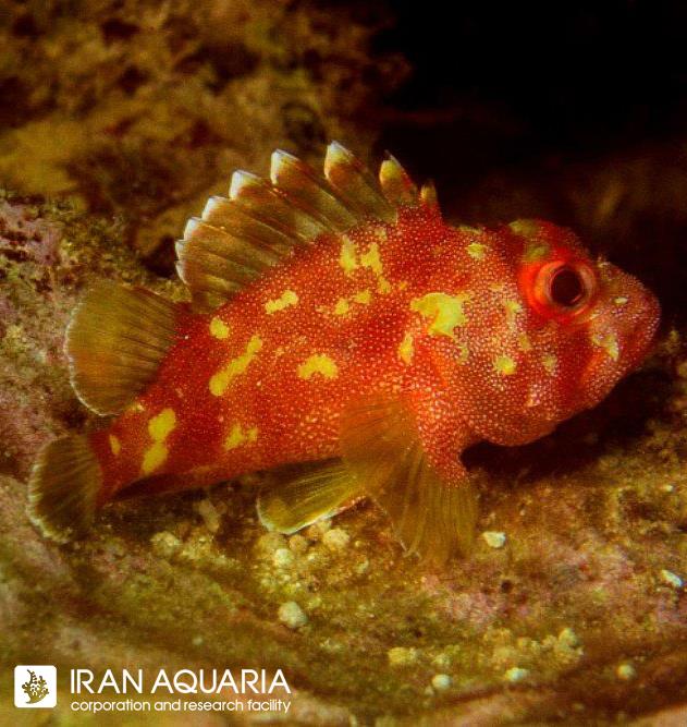 اسکورپیون فیش (Scorpionfish)