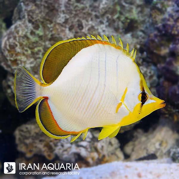 پروانه ماهی یلوهد(Yellow head butterflyfish)