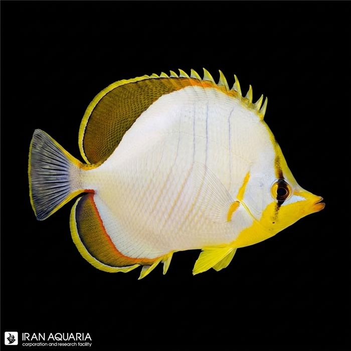 پروانه ماهی یلوهد(Yellow head butterflyfish)