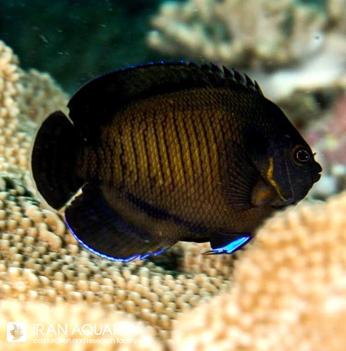 فرشته ماهی کوتوله رد داسکی (Dusky Angelfish)