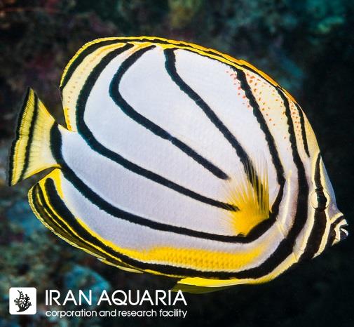  پروانه ماهی میر ( Scrawled butterflyfish ) 