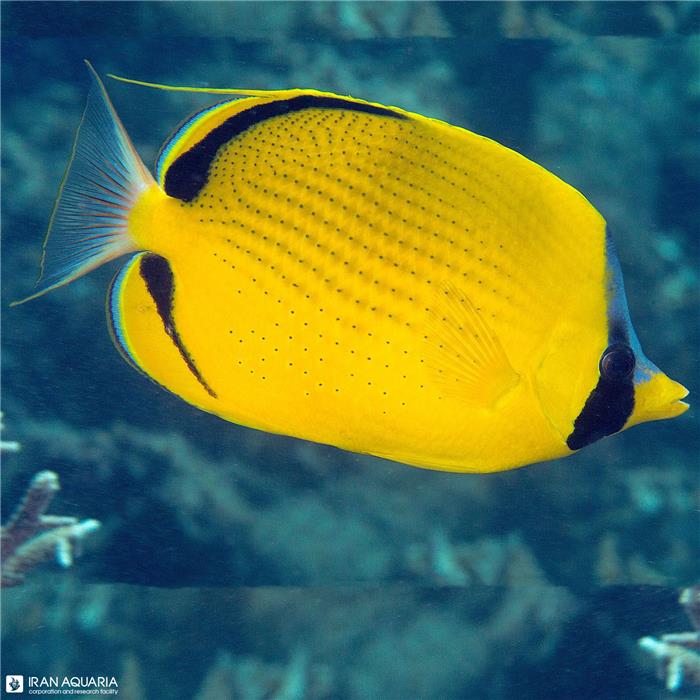 پروانه ماهی سمیون (semeion ButterflyFish)