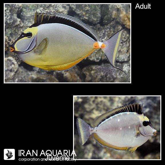 جراح ماهی ناسو لیتوراتوس (Naso Lituratus)