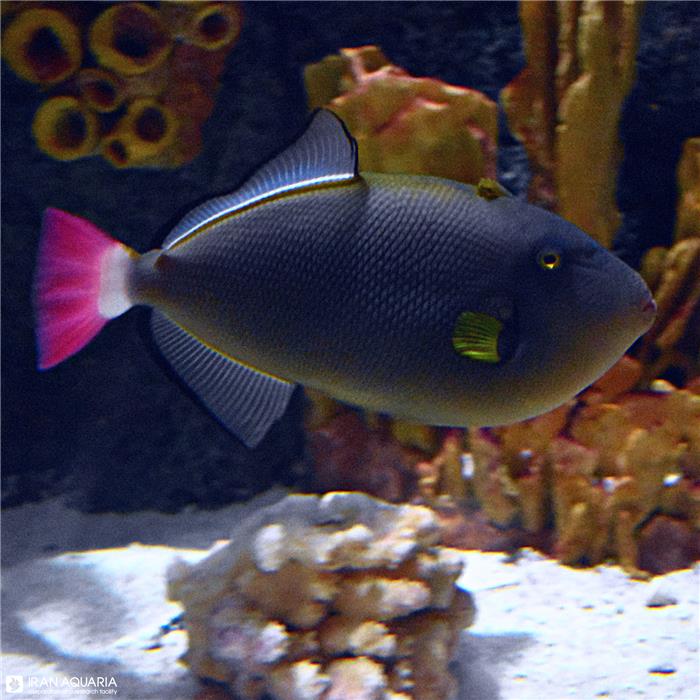ماشه ماهی دم صورتی (Pinktail Tiggerfish)