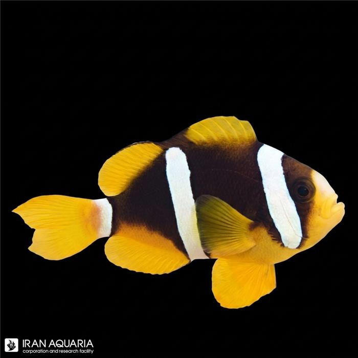 دلقک ماهی کلارکی اندونزیایی وارداتی (indonesia Clarkii Clownfish)