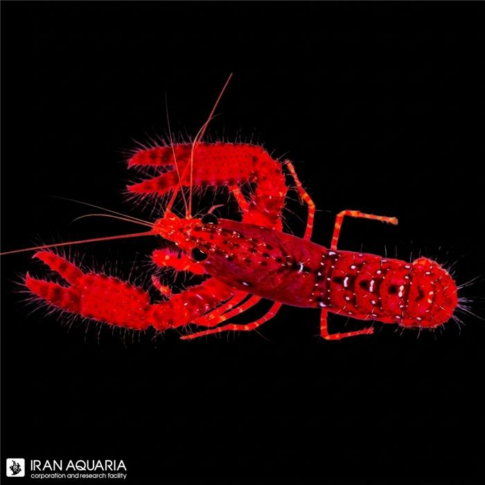 ریف لابستر قرمز (Enoplometopus occidentalis)