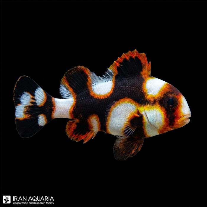 لب شکری اورینتال(Plectorhinchus vittatus)