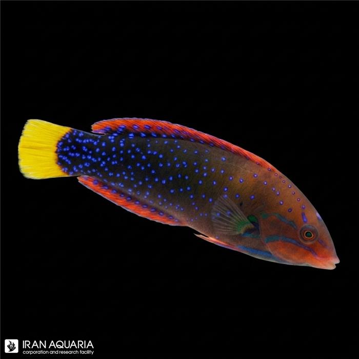 راس دلقک قرمز بالغ  (Red Coris Wrasse)