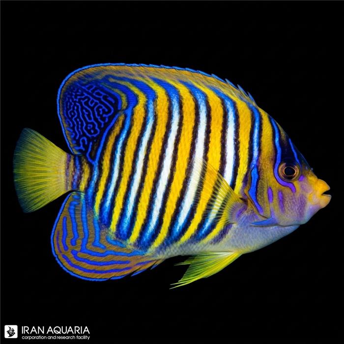 فرشته ماهی رگال اقیانوس آرام (Regal Angelfish )