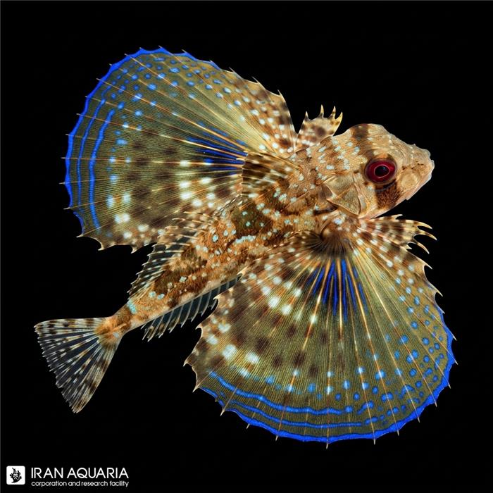 فلایینگ گورنارد(Dactyloptena orientalis)