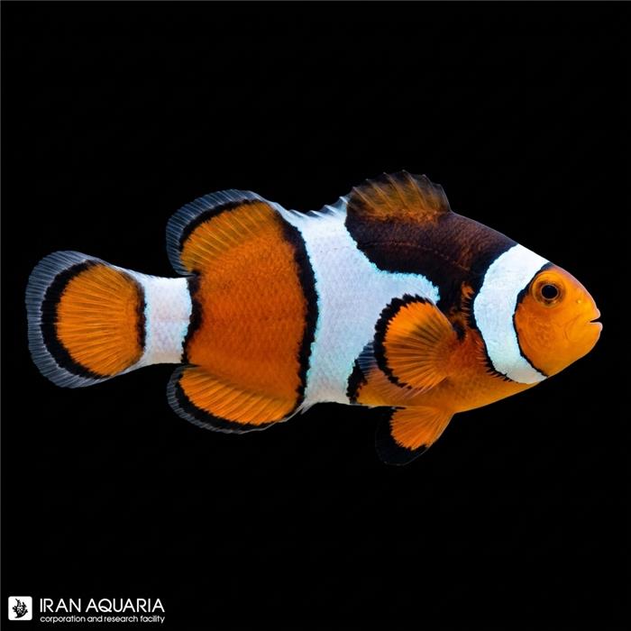 دلقک ماهی پرکولا اصیل صیدی وارداتی(Percula Clown Anemonefish)