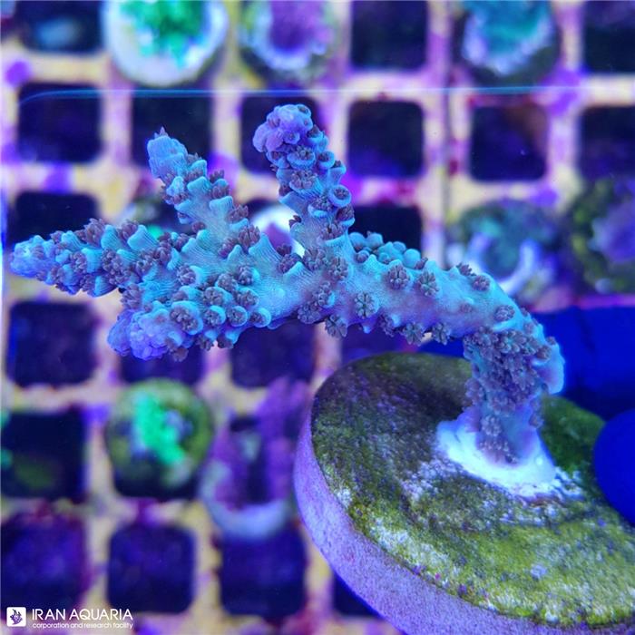 آکروپورا (ACROPORA)