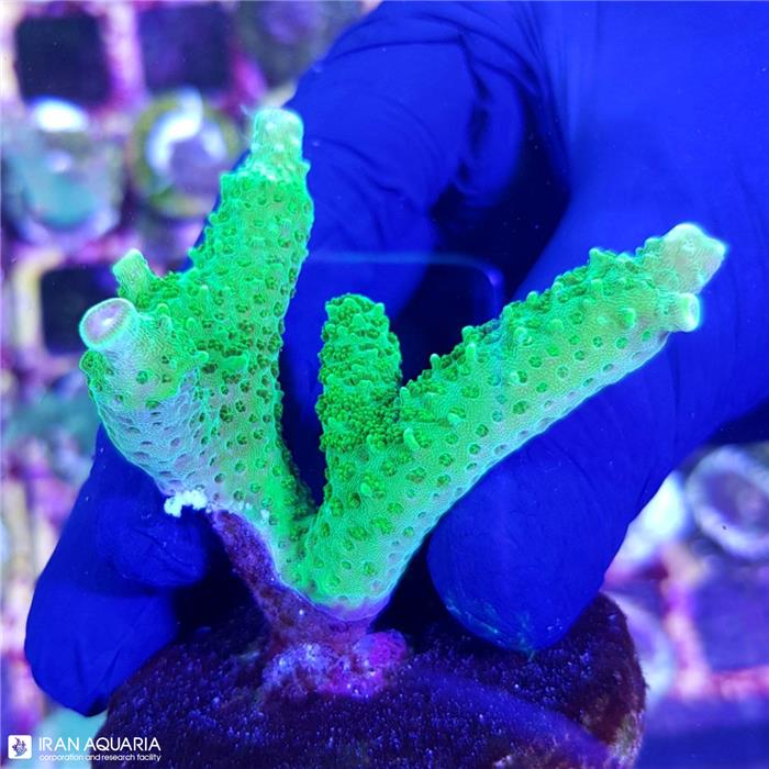 آکروپورا (ACROPORA)