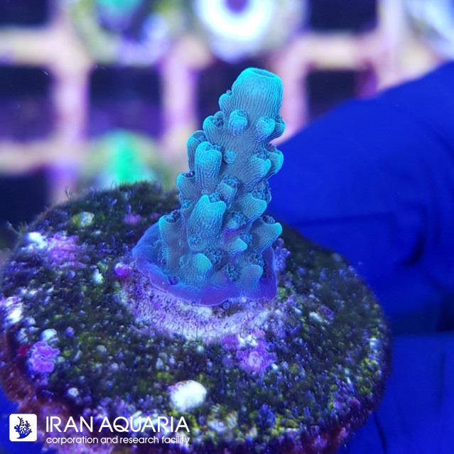 آکروپورا (ACROPORA)