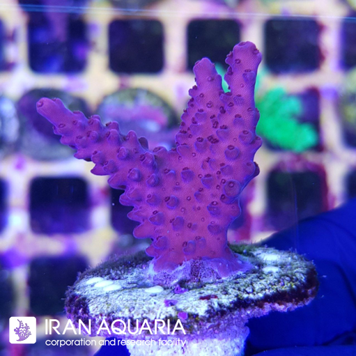 آکروپورا (ACROPORA)