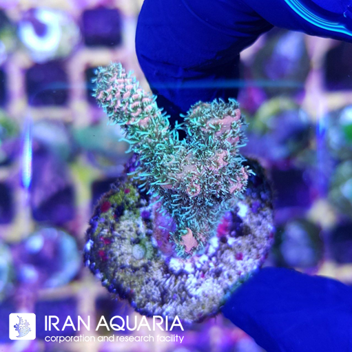 آکروپورا (ACROPORA)