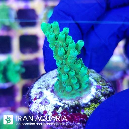 آکروپورا (ACROPORA)