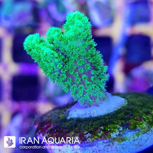 پاسیلو پورا   ( Green pocillopora coral ) 