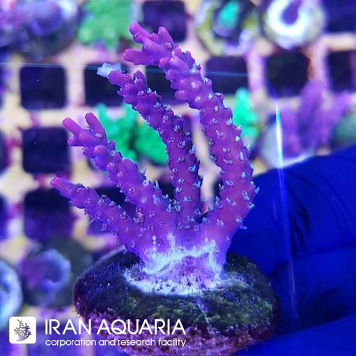آکروپورا (ACROPORA)