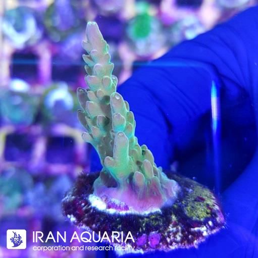 آکروپورا (ACROPORA)