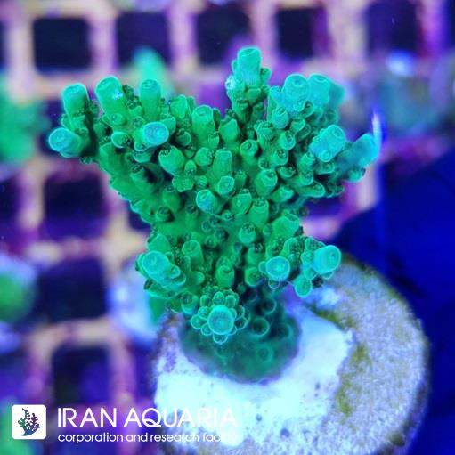 آکروپورا (ACROPORA)