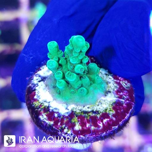 آکروپورا (ACROPORA)