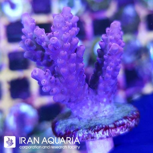آکروپورا (ACROPORA)