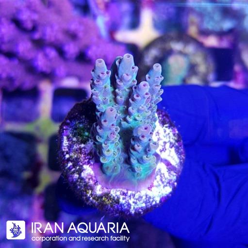 آکروپورا (ACROPORA)