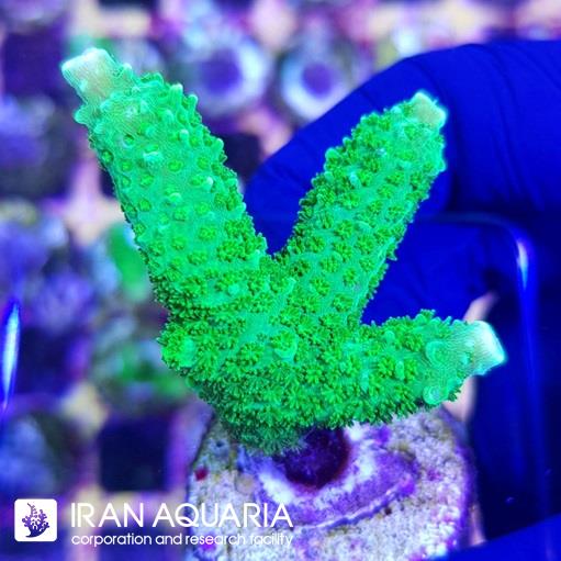آکروپورا (ACROPORA)