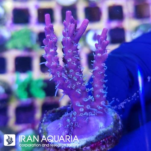 آکروپورا (ACROPORA)