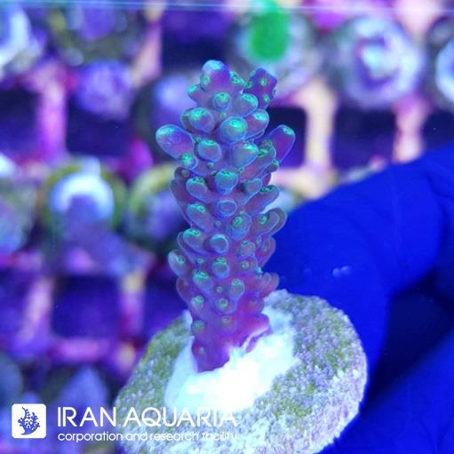 آکروپورا (ACROPORA)