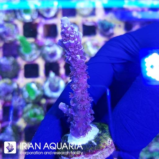 آکروپورا (ACROPORA)