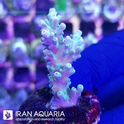 آکروپورا (ACROPORA)