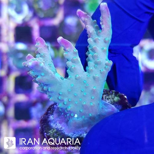 آکروپورا (ACROPORA)