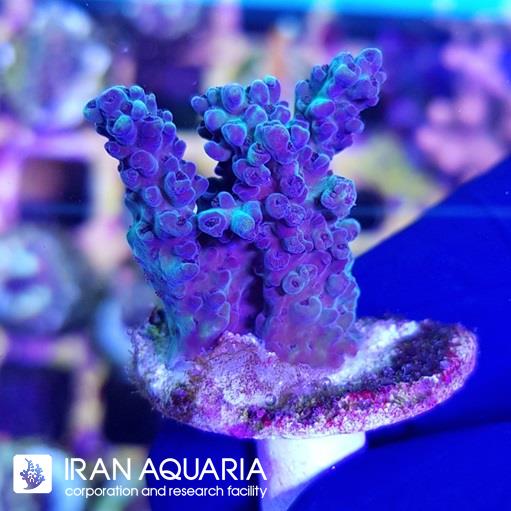 آکروپورا (ACROPORA)