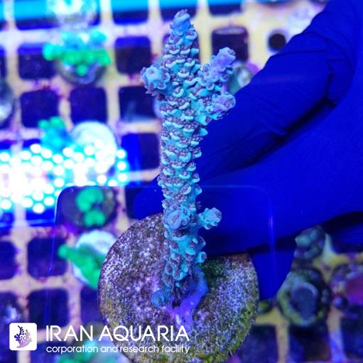 آکروپورا (ACROPORA)