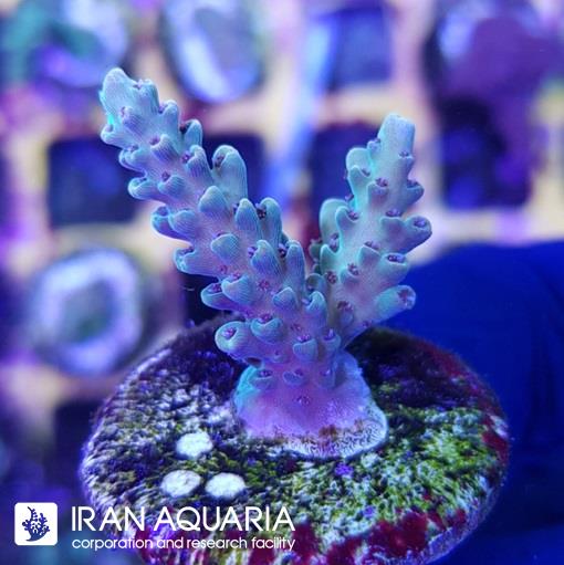 آکروپورا (ACROPORA)