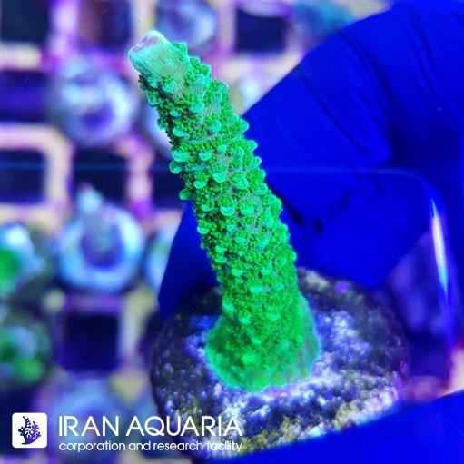 آکروپورا (ACROPORA)