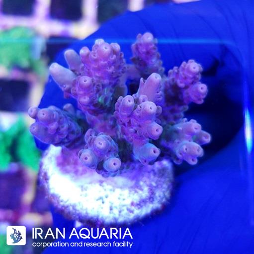 آکروپورا (ACROPORA)