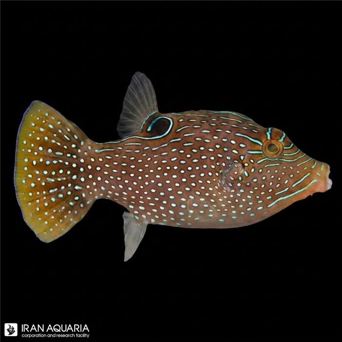 پافر طاووسی (Peacock Puffer)
