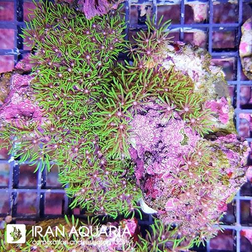 استار پلیپ سبز  متالیک ( Green starburst )