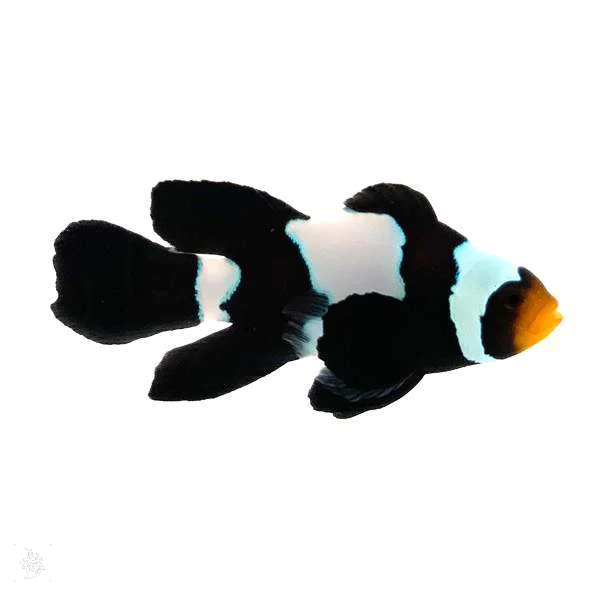 دلقک ماهی بلک اسنوفلیک باله بلند(black snowflake clownfish Long fin)